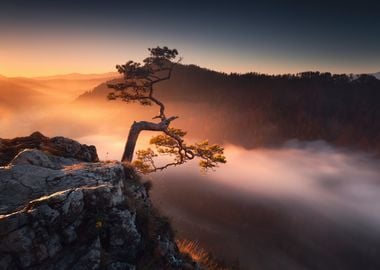 Lonely Tree