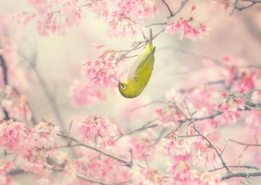 Cherry blossom bird