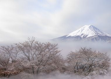 Mount Fuji in spring