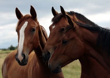 Three Horses Animals