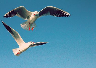 Sea Birds in flight