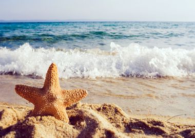 Starfish at the Sea Beach