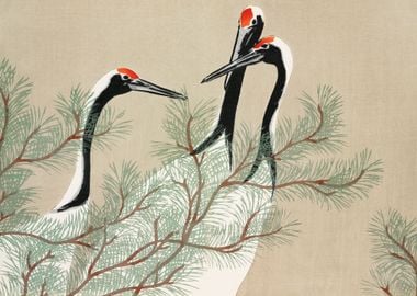 Japanese red crown cranes