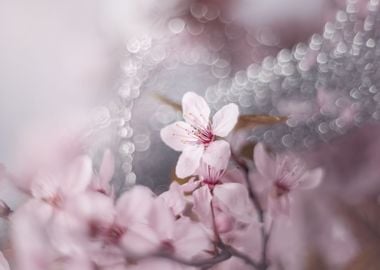 Pink Cherry blossom, macro