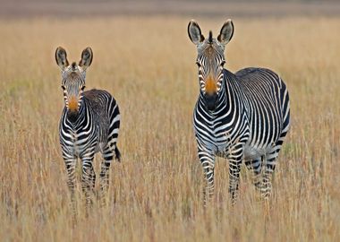 Zebra Animal at  the Field