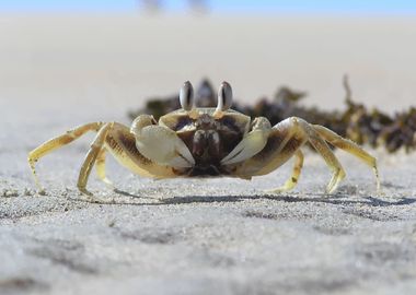 Crab