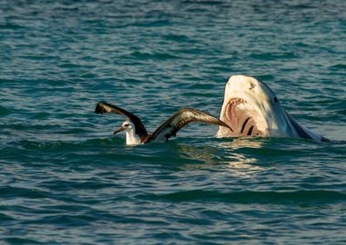 Shark Food 