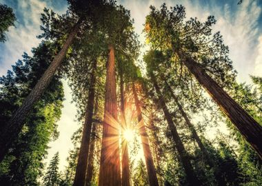 Nature Sequois Park Forest