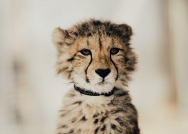 Adorable Baby Cheetah