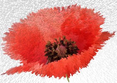 Abstract red poppy