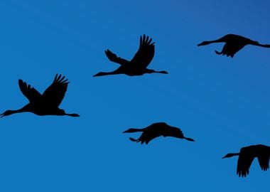 Geese in flight