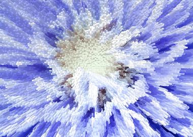 Abstract blue Chrysanthemu