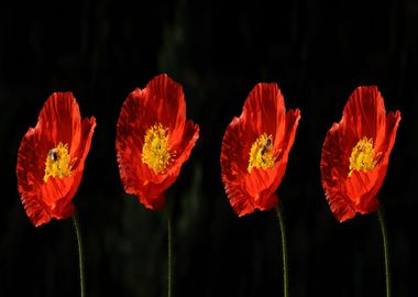 Klatschmohn Poppy