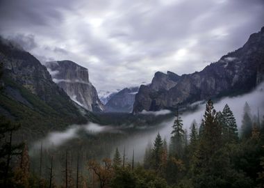 Foggy Mountains in Forest