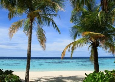 Palm trees at Sea Beach