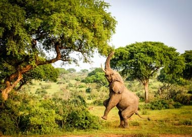 Elephant Animal by Tree