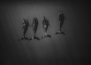 Four Dolphins