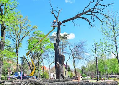 urban wood cutter