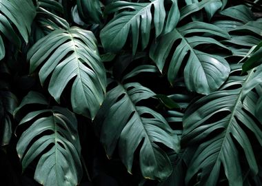 Tropical Leaves Plants