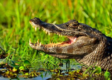 Crocodile jaws 