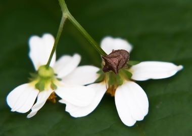 Tsubaki Elephant  Flower