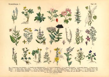 Herbs  Medicinal Plants 3