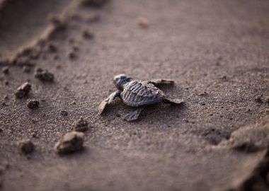 Turtle Determination 