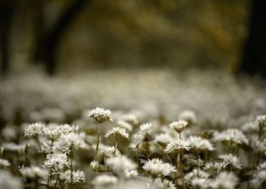 White wild garlic meadow