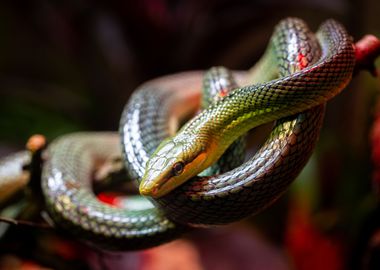 Redtailed green ratsnake