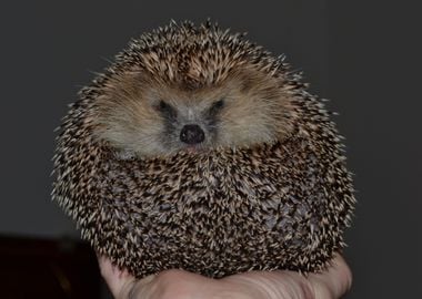 Hedgehog Ball