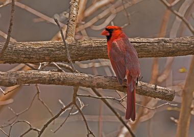 Cardinal in a tree