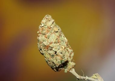 Cannabis bud Lemon haze