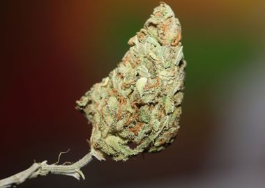 Cannabis bud Lemon haze