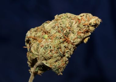 Cannabis bud Lemon haze