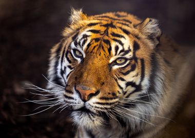 Sumatran Tiger