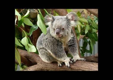 Koala