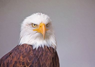 Bald Eagle Illustration 