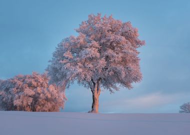 Frozen Tree