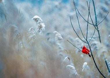 cardinal alone