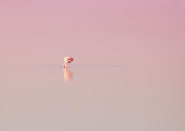 flamingo dream