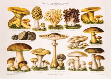 Vintage Mushrooms Picture