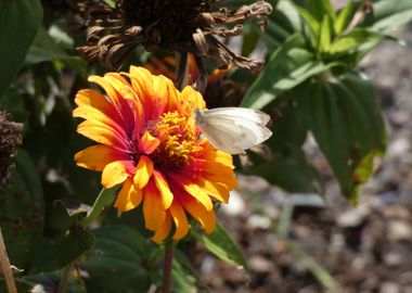 Fleur et Papillon