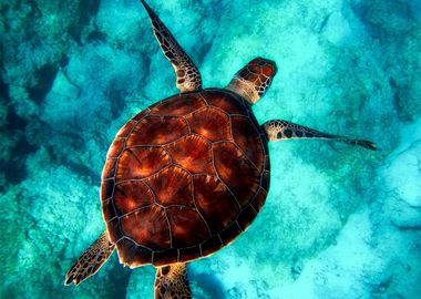 sea turtle