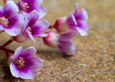 Flower of Carambola