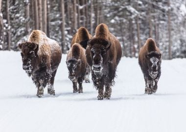 Wanderings of Bison Group