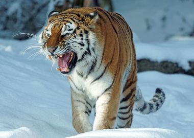 Siberian Tiger in the snow