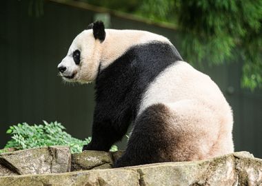 Giant Panda on a rock