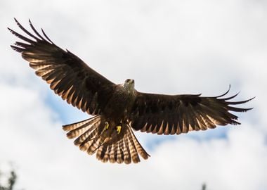 Eagle Gliding Above 