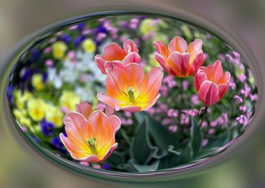 Golden pink tulips