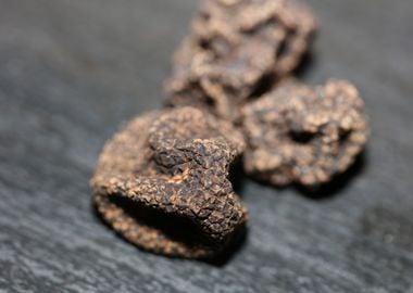 Wild black truffles macro